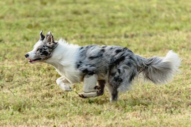 Sınır çoban köpeği koşuyor ve yeşil alanda yem kovalıyor.