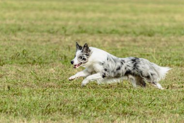 Sınır çoban köpeği koşuyor ve yeşil alanda yem kovalıyor.