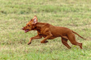 Vizsla köpeği yeşil alanda koşuyor ve takip ediyor.
