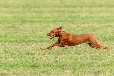 Vizsla köpeği yeşil alanda koşuyor ve takip ediyor.