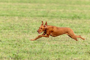 Vizsla köpeği yeşil alanda koşuyor ve takip ediyor.
