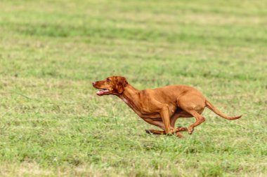 Vizsla köpeği yeşil alanda koşuyor ve takip ediyor.