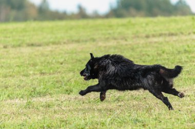 Yeşil alanda köpek koşuyor ve takip ediyor.