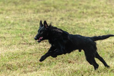 Belçika çoban köpeği koşuyor ve yeşil alanda yem peşinde koşuyor.