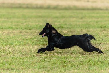 Belçika çoban köpeği koşuyor ve yeşil alanda yem peşinde koşuyor.