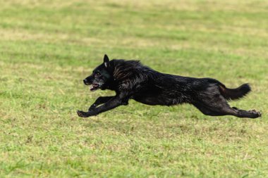 Yeşil alanda köpek koşuyor ve takip ediyor.