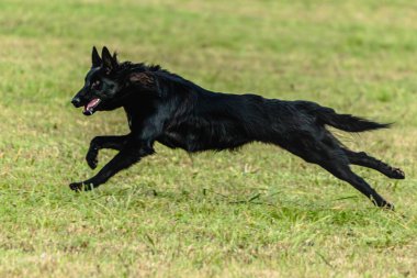 Belçika çoban köpeği koşuyor ve yeşil alanda yem peşinde koşuyor.