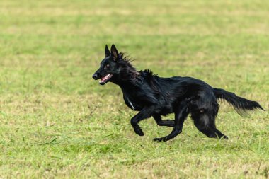 Belçika çoban köpeği koşuyor ve yeşil alanda yem peşinde koşuyor.
