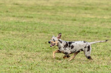 Catahoula leopar köpeği sahada koşuyor ve av peşinde.