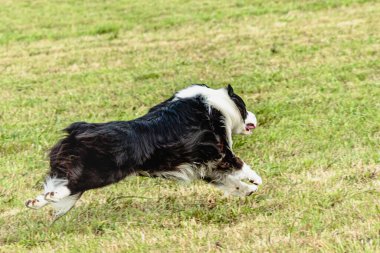 Sınır çoban köpeği koşuyor ve yeşil alanda yem kovalıyor.