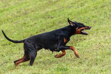 Dobermann 'ın köpeği yeşil alanda koşuyor ve takip ediyor.