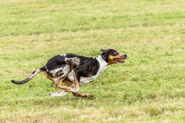Catahoula leopar köpeği sahada koşuyor ve av peşinde.