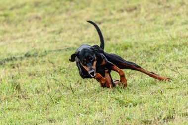 Dobermann 'ın köpeği yeşil alanda koşuyor ve takip ediyor.