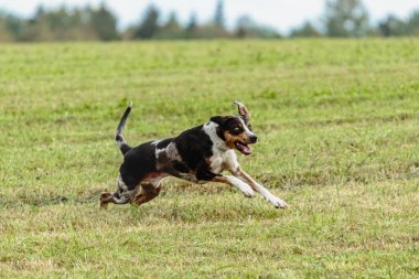 Catahoula leopar köpeği sahada koşuyor ve av peşinde.