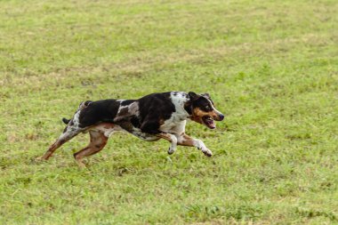 Catahoula leopar köpeği sahada koşuyor ve av peşinde.