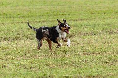 Catahoula leopar köpeği sahada koşuyor ve av peşinde.