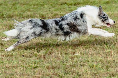 Sınır çoban köpeği koşuyor ve yeşil alanda yem kovalıyor.