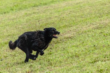 Yeşil alanda köpek koşuyor ve takip ediyor.