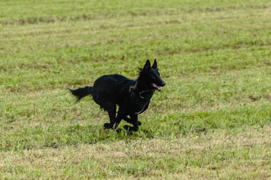 Belçika çoban köpeği koşuyor ve yeşil alanda yem peşinde koşuyor.