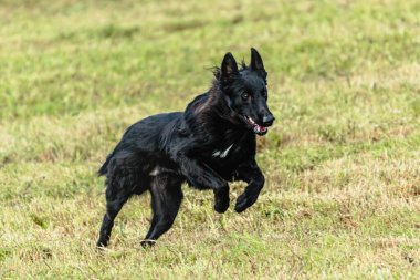 Belçika çoban köpeği koşuyor ve yeşil alanda yem peşinde koşuyor.