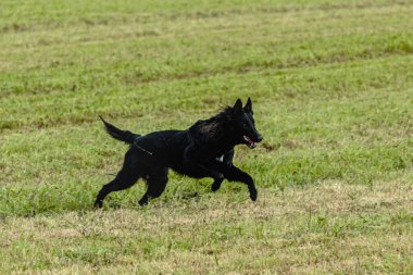 Belçika çoban köpeği koşuyor ve yeşil alanda yem peşinde koşuyor.