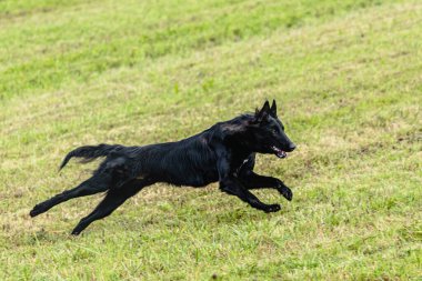 Belçika çoban köpeği koşuyor ve yeşil alanda yem peşinde koşuyor.