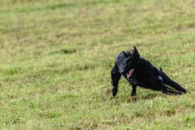 Belçika çoban köpeği koşuyor ve yeşil alanda yem peşinde koşuyor.