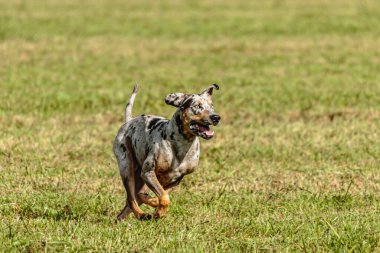 Catahoula leopar köpeği sahada koşuyor ve av peşinde.