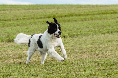 Toprak sahibi köpek sahada koşuyor ve takip ediyor.
