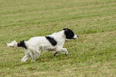 Toprak sahibi köpek sahada koşuyor ve takip ediyor.