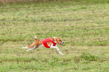 Basenji köpeği yeşil alanda kırmızı ceketle koşuyor.