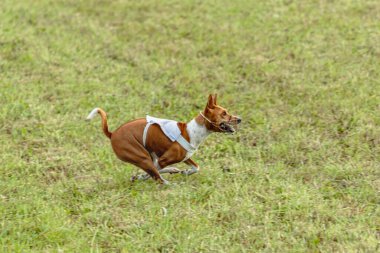 Basenji köpeği yeşil alanda beyaz ceketle koşuyor.