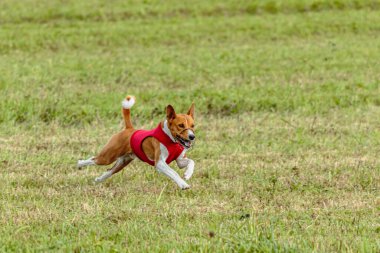 Basenji köpeği yeşil alanda kırmızı ceketle koşuyor.