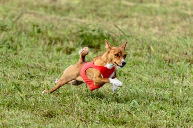 Basenji köpeği yeşil alanda kırmızı ceketle koşuyor.