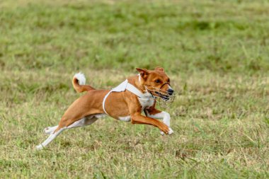 Basenji köpeği yeşil alanda beyaz ceketle koşuyor.