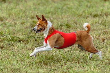 Basenji köpeği yeşil alanda kırmızı ceketle koşuyor.