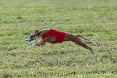 Kırbaç köpeği yeşil alanda kırmızı bir ceketle koşuyor.