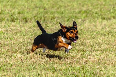 Yeşil alanda köpek koşuyor ve takip ediyor.
