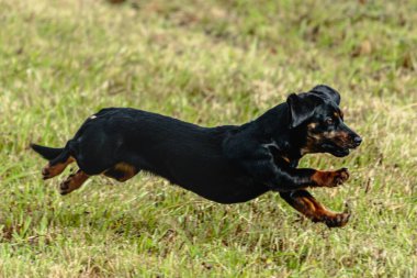 Yeşil alanda köpek koşuyor ve takip ediyor.