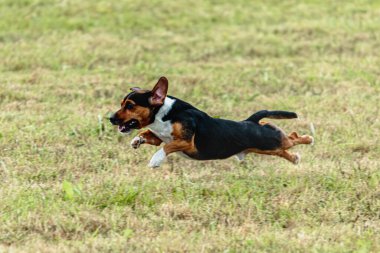 Yeşil alanda köpek koşuyor ve takip ediyor.