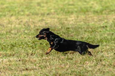 Yeşil alanda köpek koşuyor ve takip ediyor.