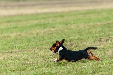Yeşil alanda köpek koşuyor ve takip ediyor.
