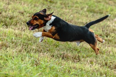 Yeşil alanda köpek koşuyor ve takip ediyor.