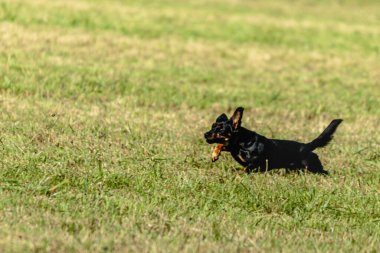Yeşil alanda köpek koşuyor ve takip ediyor.