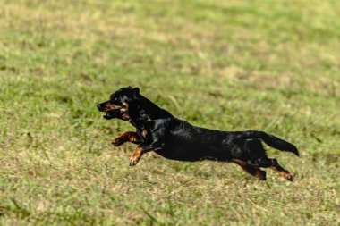 Yeşil alanda köpek koşuyor ve takip ediyor.