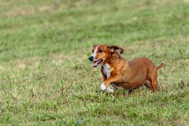Yeşil alanda köpek koşuyor ve takip ediyor.