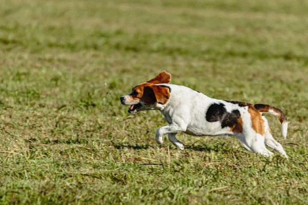 Бегущая Собака Гонится Приманкой Зеленом Поле — стоковое фото