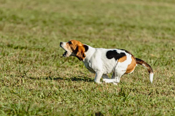 Köpeği Koşuyor Yeşil Alanda Yem Kovalıyor — Stok fotoğraf