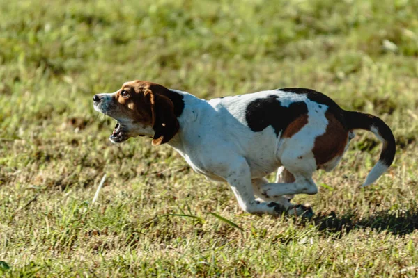 Beagle Hund Kör Och Jagar Kursiv Lockelse Grönt Fält — Stockfoto