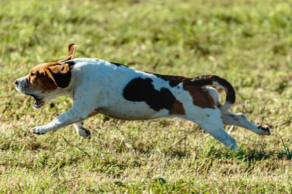 Beagle Hund Kör Och Jagar Kursiv Lockelse Grönt Fält — Stockfoto